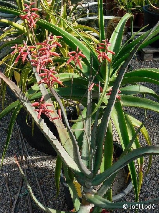 Aloe divaricata ©JLcoll.4869